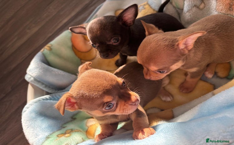 Chihuahua dogs - Advert 1