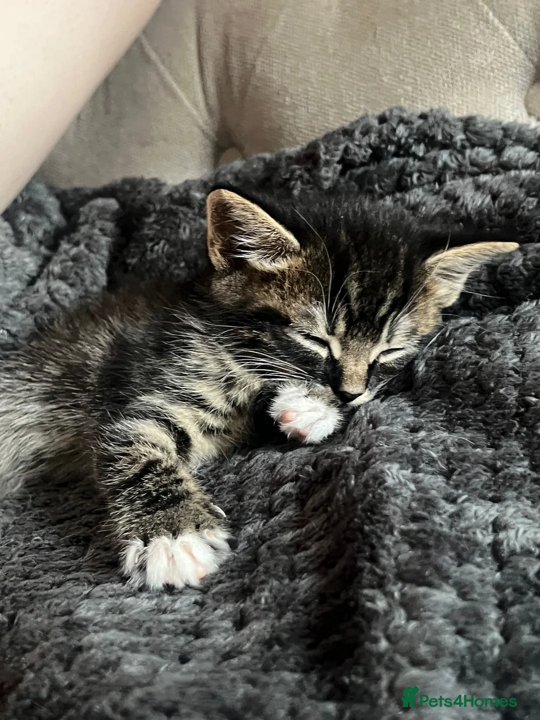 Mixed Breed cats for sale: 1 Male Tabby kitten for sale - Advert 2