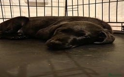 Labrador Retriever dogs for sale: Labrador puppies  - Image 7
