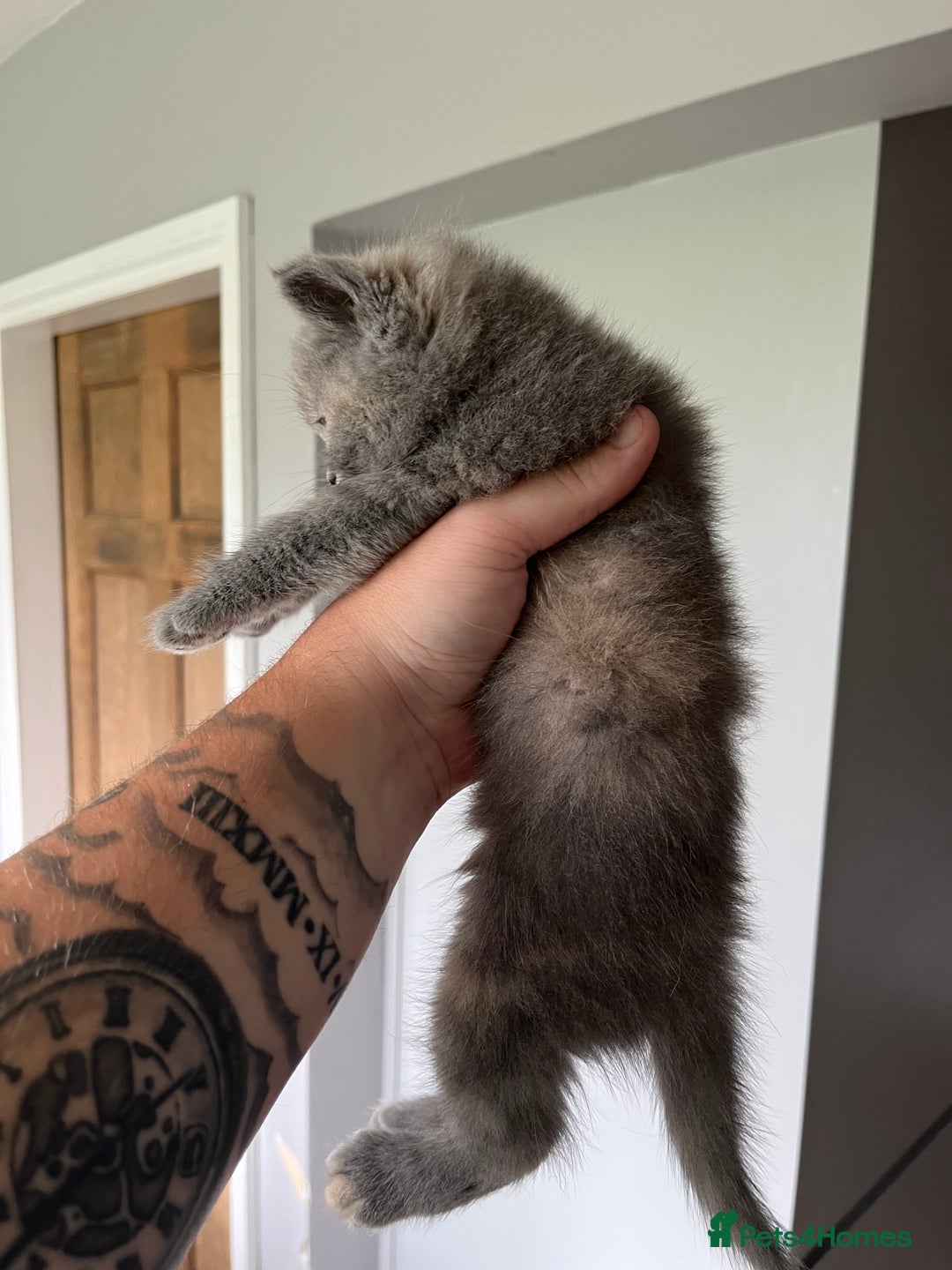 British Shorthair cats for sale: 3 beautiful British shorthairs  - Image 10