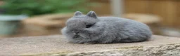 Netherland Dwarf rabbits for sale: Exceptional Netherland Dwarf Babies Available  - Advert 3