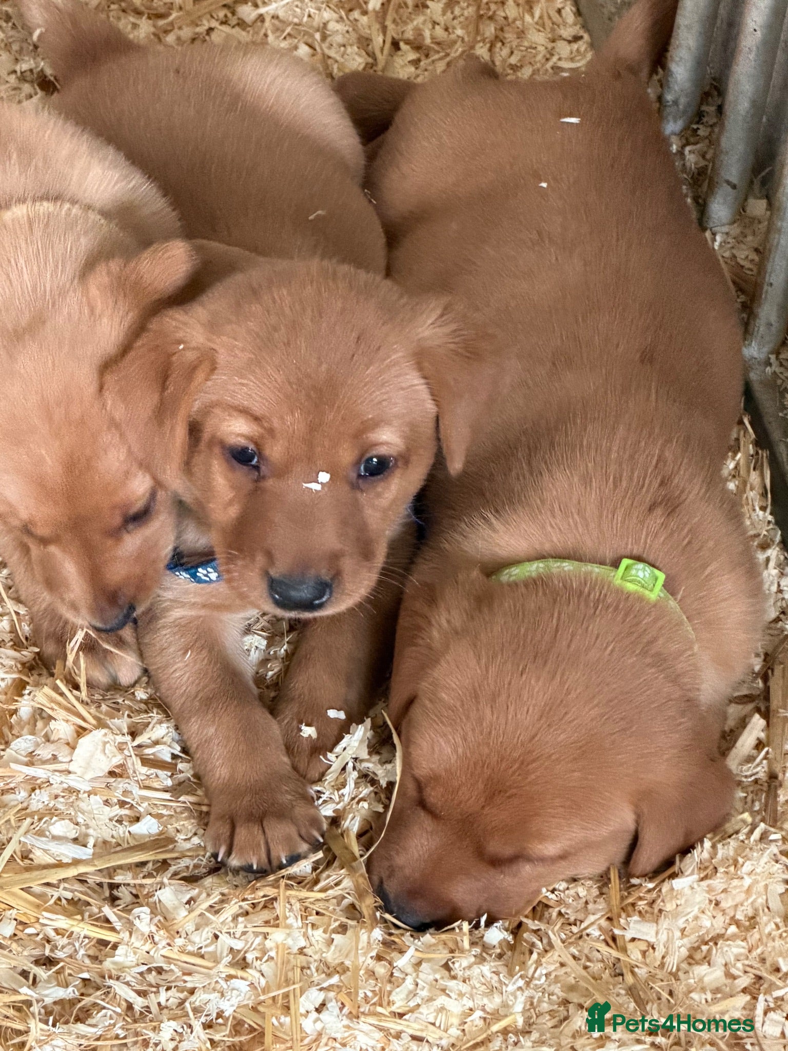Labrador Retriever dogs KC REG Fox red Labrador puppies  - Advert 1