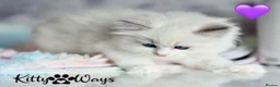 Ragdoll cats for sale: 🐾🩷*TICA REG* EU RAGDOLL KITTENS🌟 DNA CLEAR 🩵🐾 - Advert 12