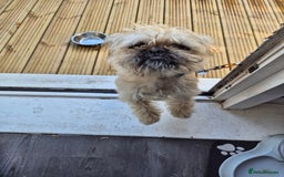Mixed Breed dogs for sale: Banjo - Image 1
