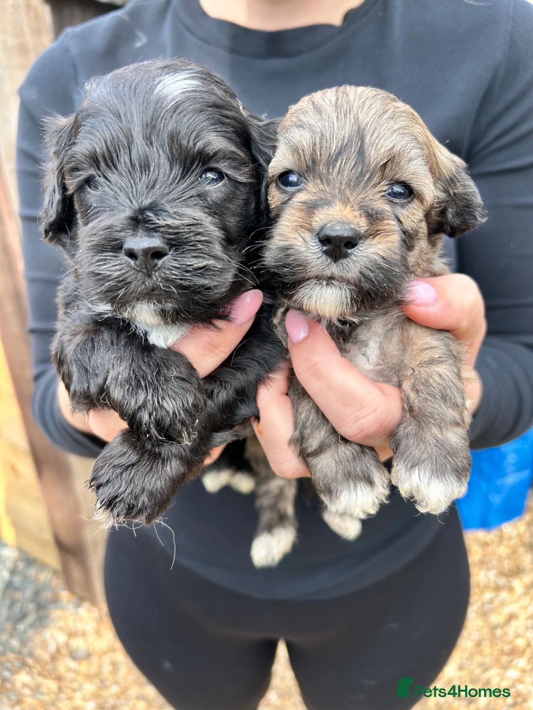Lhasapoo dogs for sale: Lhasapoo puppys  - Advert 2