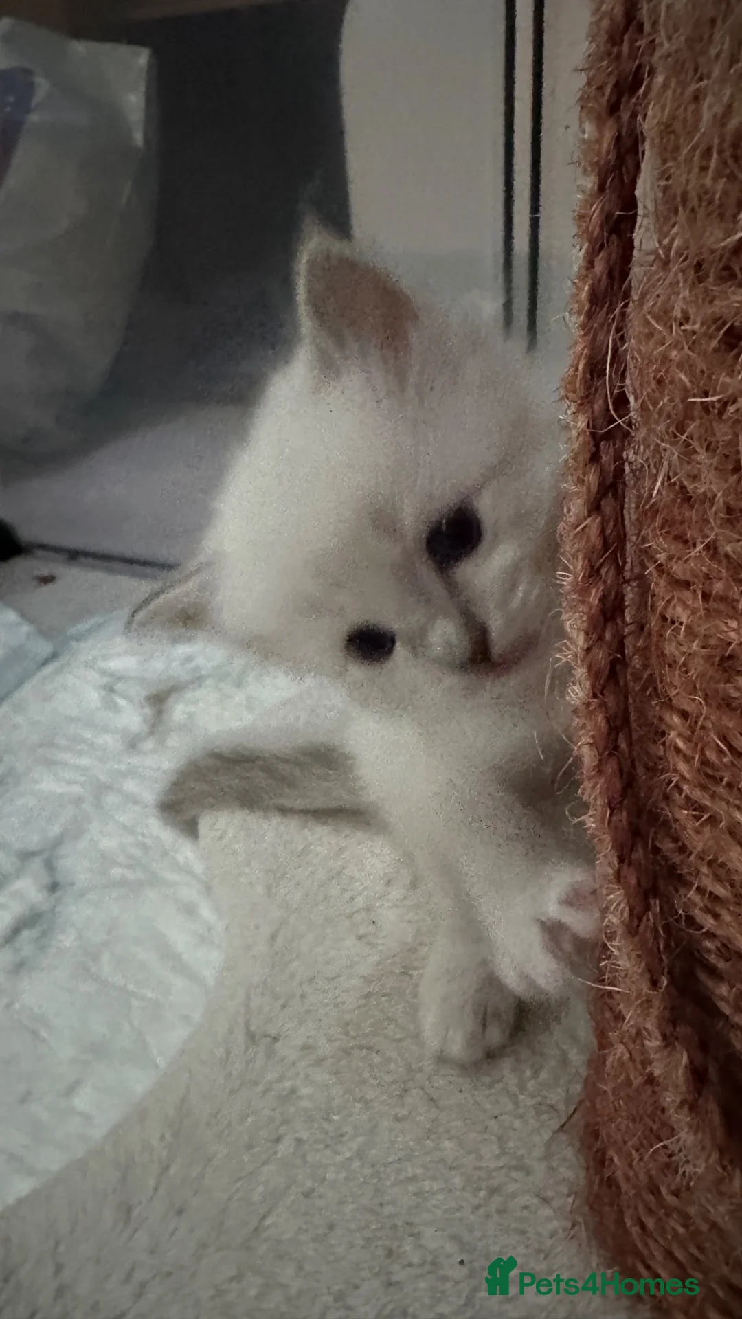 Ragdoll cats for sale: 3 Ragdoll kittens - Advert 11