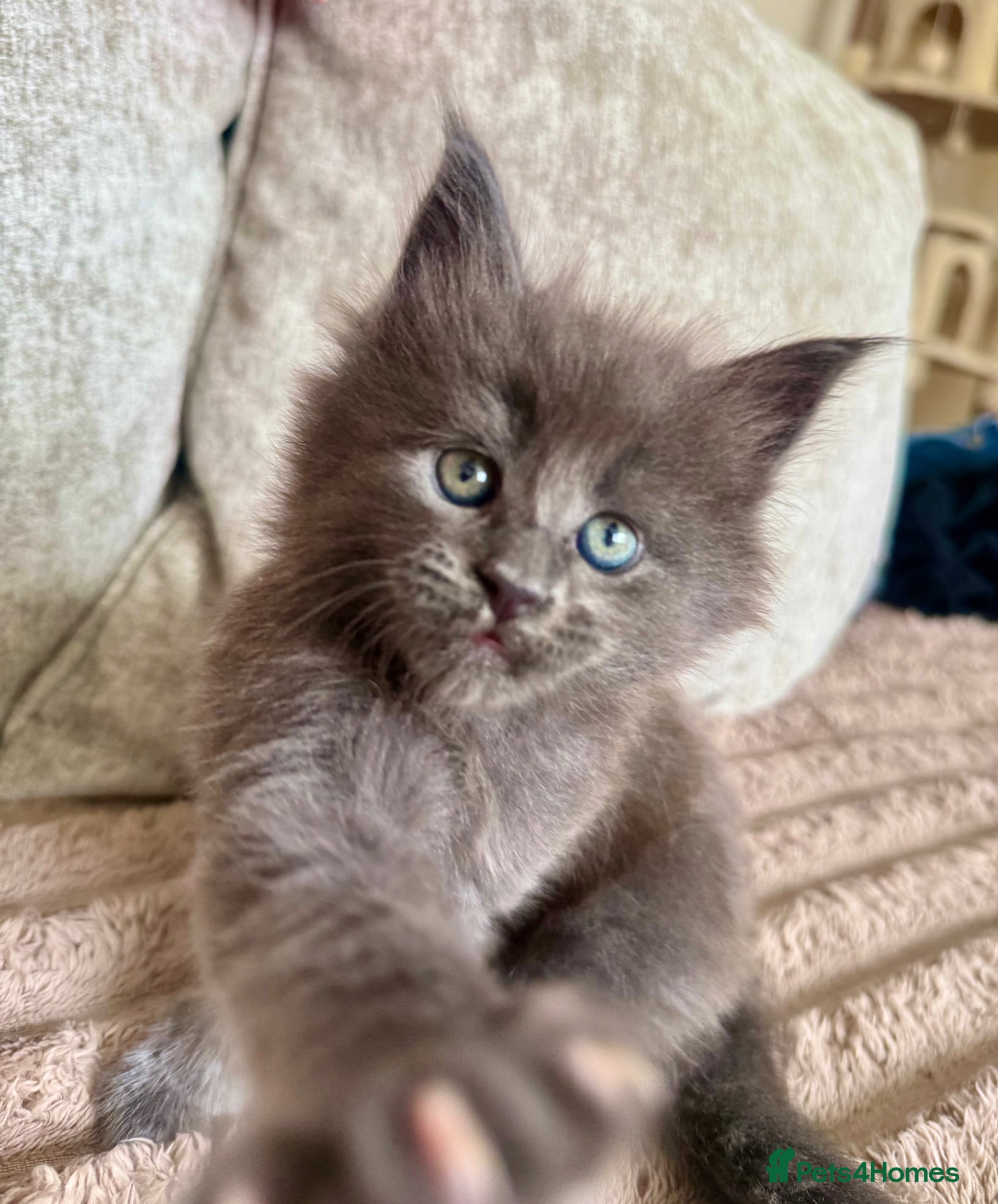 Maine Coon cats Stunning XL Maine Coon Kittens - Advert 18