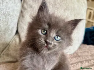 Maine Coon cats Stunning XL Maine Coon Kittens - Advert 1