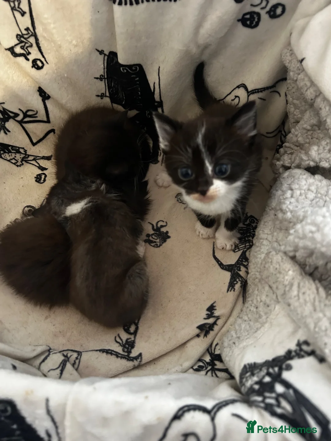 Mixed Breed cats for sale: Black and white kittens  - Advert 9