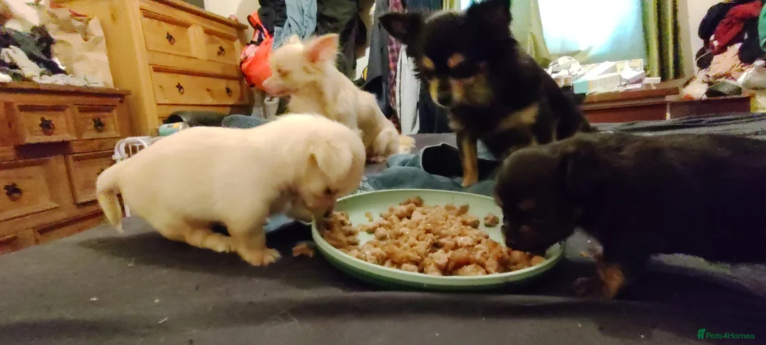 Chihuahua dogs for sale: 2x Chihuahua puppies  - Advert 2