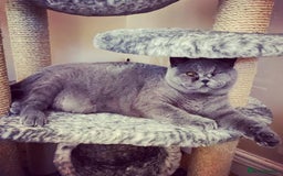 British Shorthair cats for sale: British shorthairs - Blue - Image 6