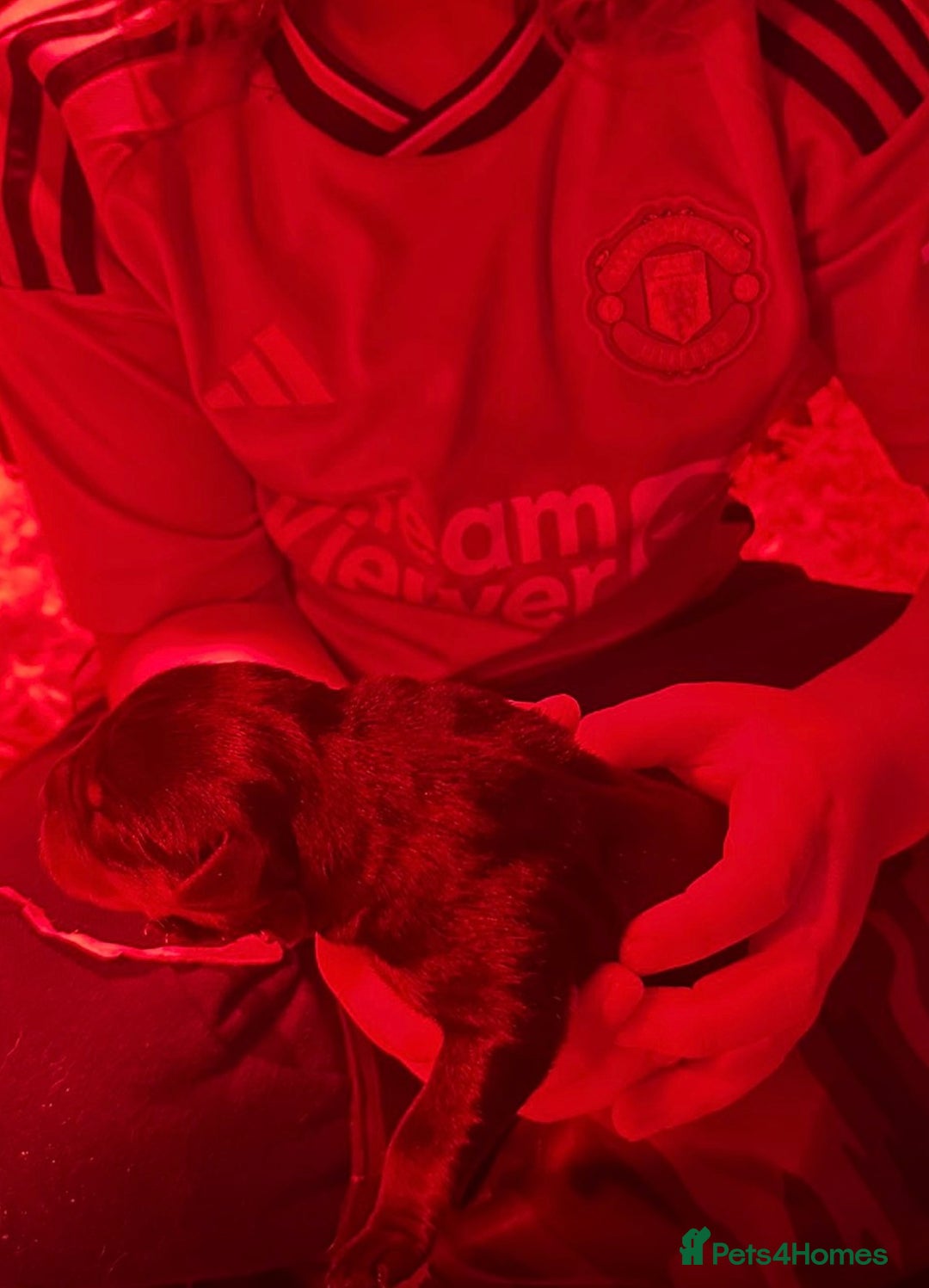 Rottweiler dogs for stud: Serbian Import - OTTO. Litter of 11 are here 😍 in Doncaster - Image 12