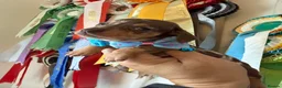Miniature Dachshund dogs for sale: Miniature Dachshund Dapple Puppies 🐶 5🌟licensed  - Advert 32