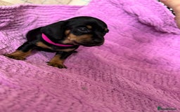 Dachshund dogs for sale: Stunning Dachshund Puppies  - Image 15
