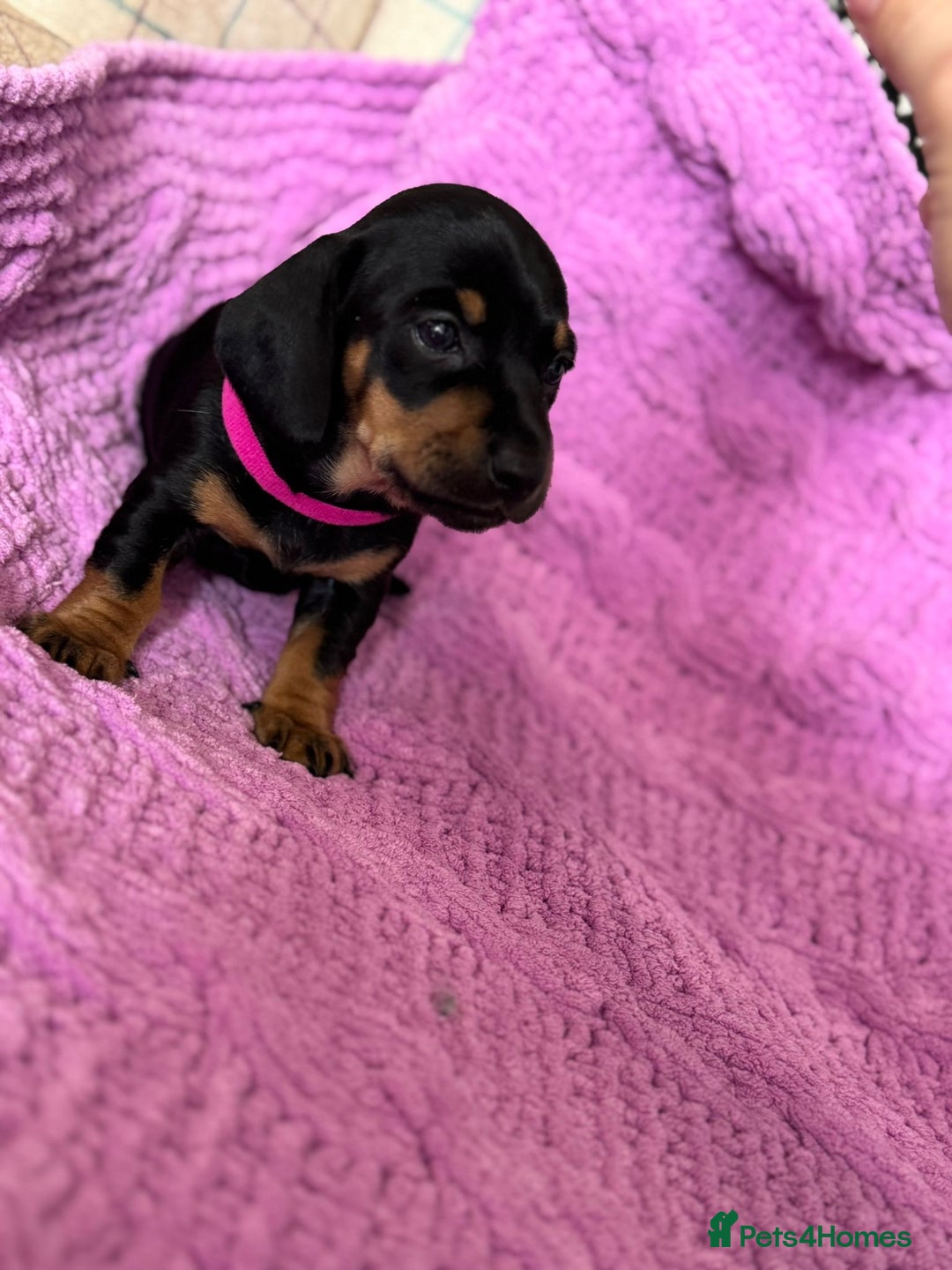 Dachshund dogs for sale: Stunning Dachshund Puppies  - Image 15