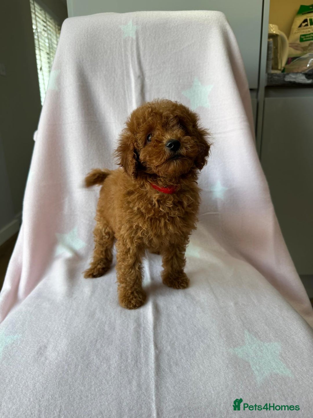 Miniature Poodle dogs for sale: Small size beautiful perfect poodle babys - Image 13