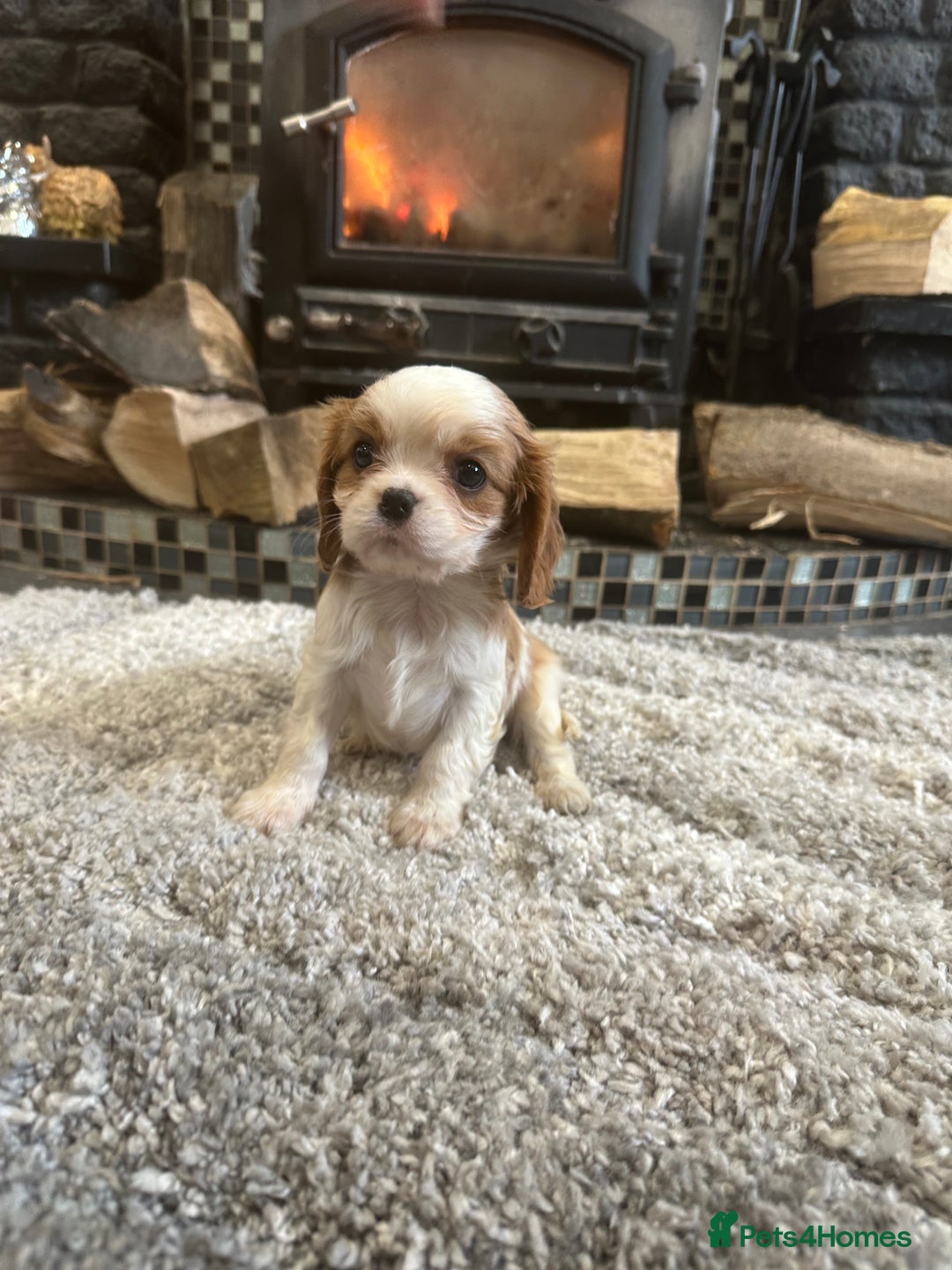Cavalier King Charles Spaniel dogs for sale: ** DNA CLEAR 🧬 KC REGISTERED CAVALIER PUPPIES ** - Advert 4