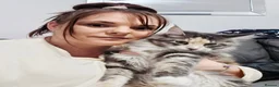 Maine Coon cats for sale: Beautiful friendly girl - Advert 6