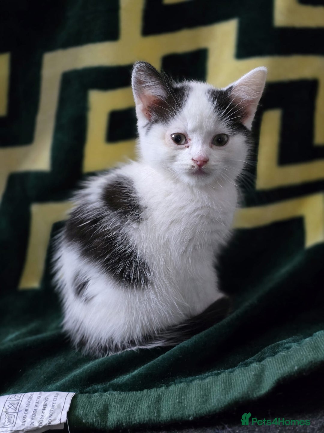 Domestic Shorthair cats for sale: 2 Female kittens ready for there forever home. - Image 1