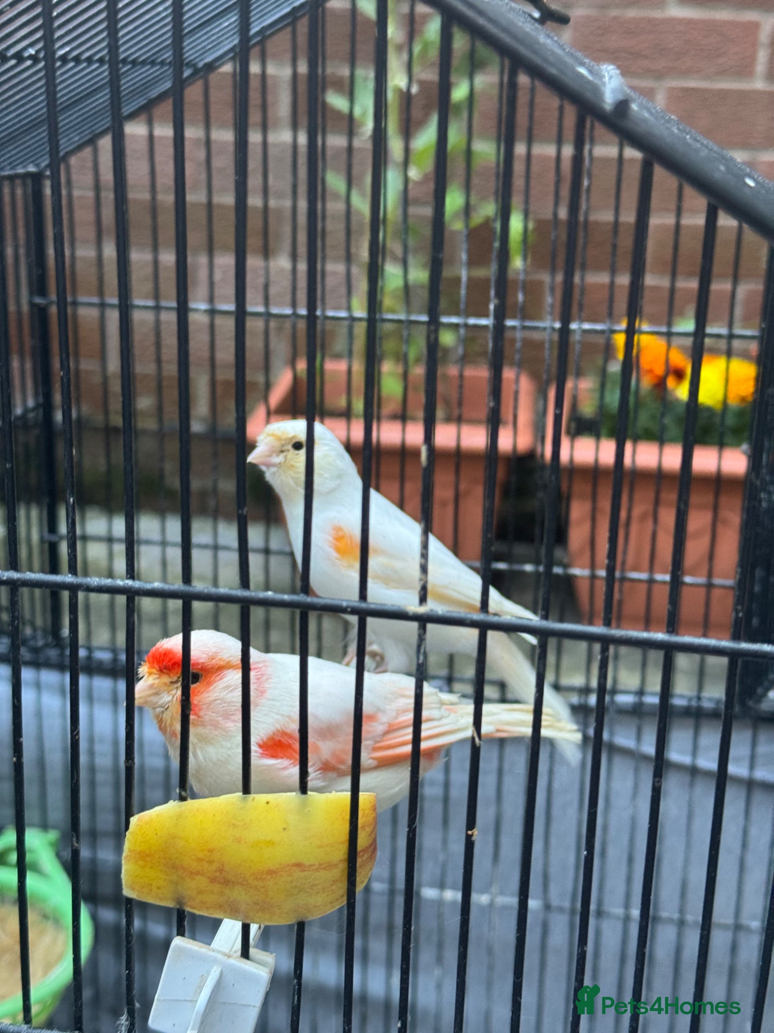 Canaries birds White canaries with cage - Advert 6