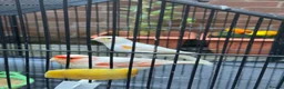 Canaries birds for sale: White canaries with cage in Belfast - Advert 1