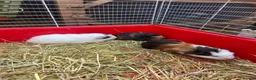 Guinea Pig rodents for sale: Guinea pigs  - Advert 6