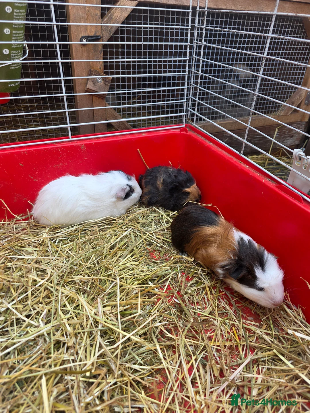 Guinea Pig rodents for sale: Guinea pigs  - Advert 6