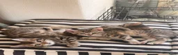 Mixed Breed cats for sale: BENGAL X DSH X BSH ADORABLE FLUFFY KITTEN - Advert 6