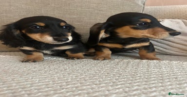 Miniature Dachshund dogs - Advert 4