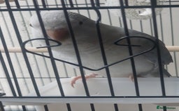 Parrots birds for sale: RARE  Quaker Parrot White with light blue tail - Image 4
