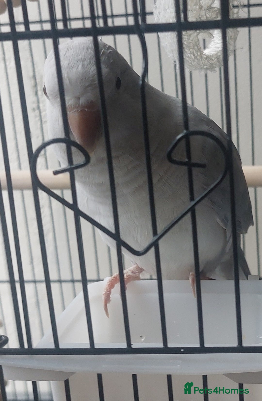 Parrots birds for sale: RARE  Quaker Parrot White with light blue tail - Image 4