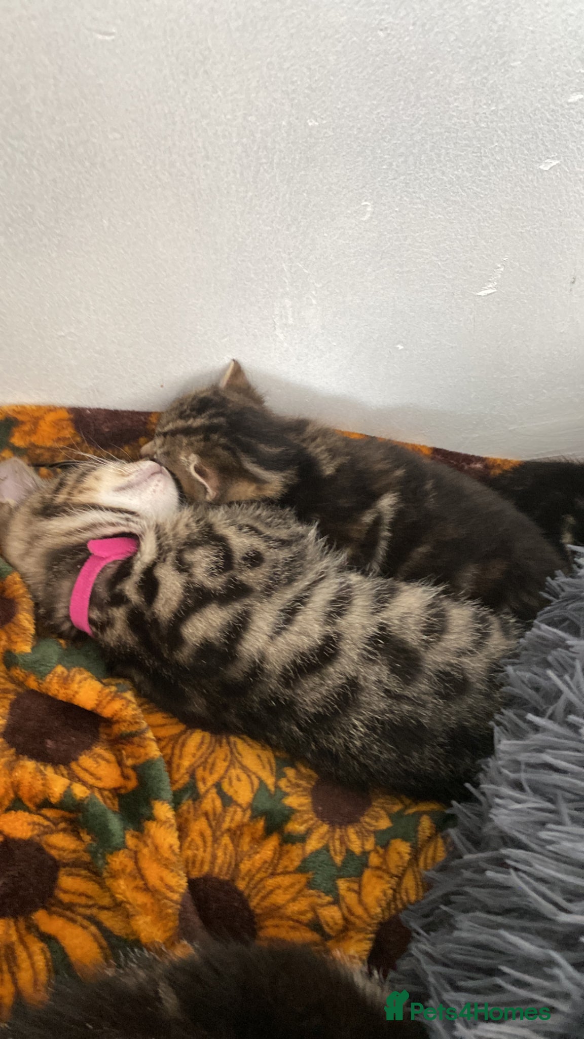 Bengal cats Ready to leave Bengal kittens ❤️ - Advert 1