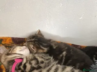Bengal cats Ready to leave Bengal kittens ❤️ - Advert 1