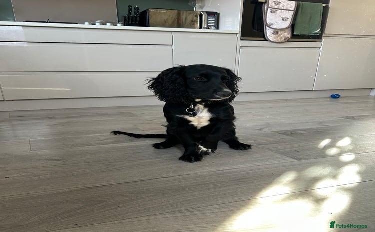Cocker Spaniel dogs - Advert 4