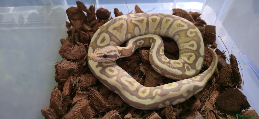 Python Snake reptiles for sale: Royal Python Babies and Adults - Image 2