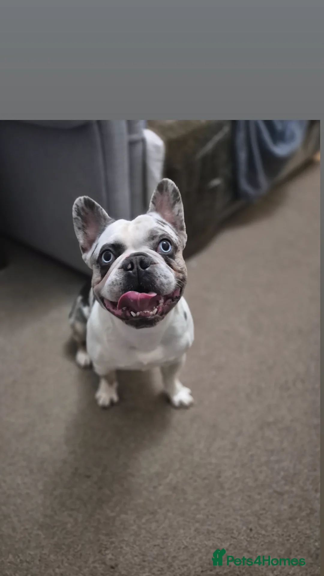 French Bulldog dogs for stud: Koi frenchie carrying fluffy and rojo - Advert 6