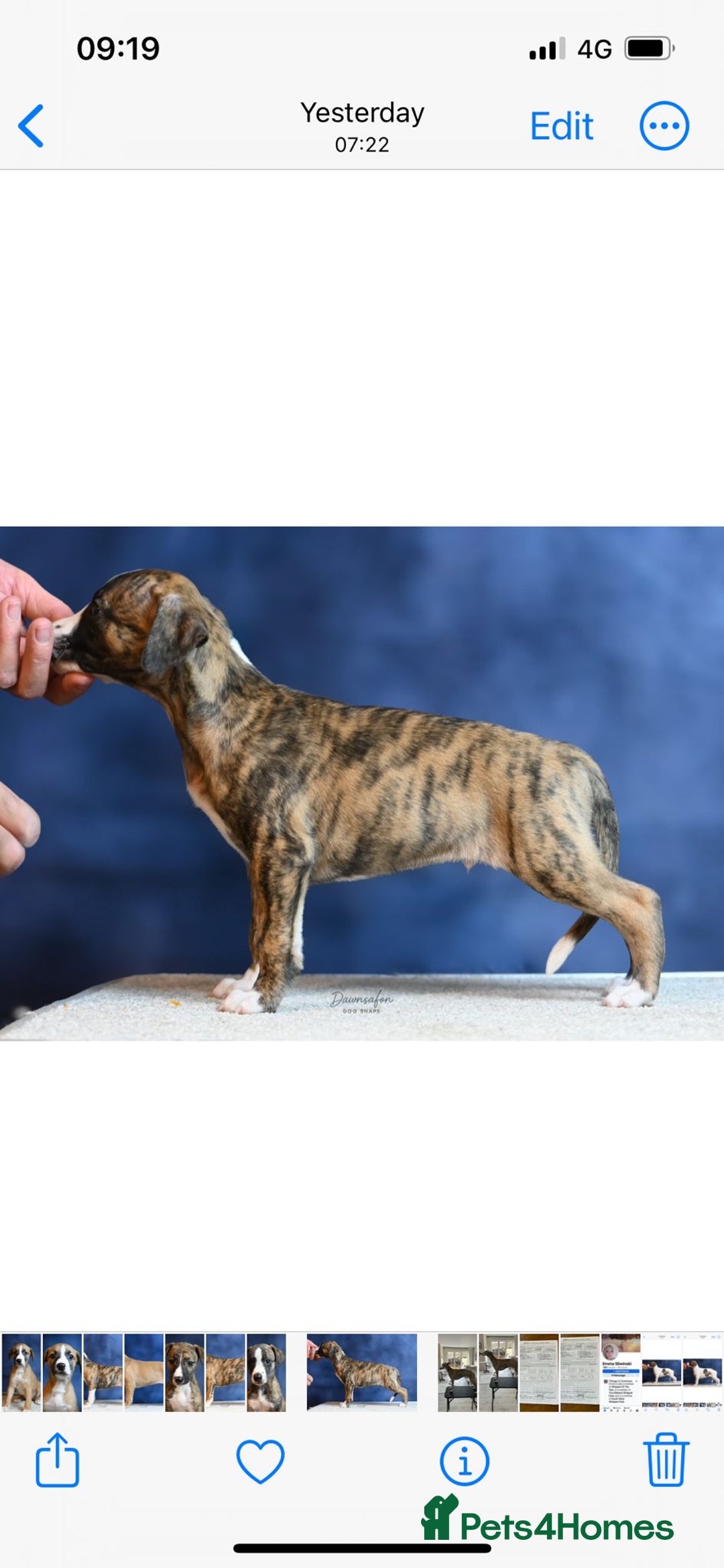 Whippet dogs for sale: Fabulous Whippet puppies  - Advert 9