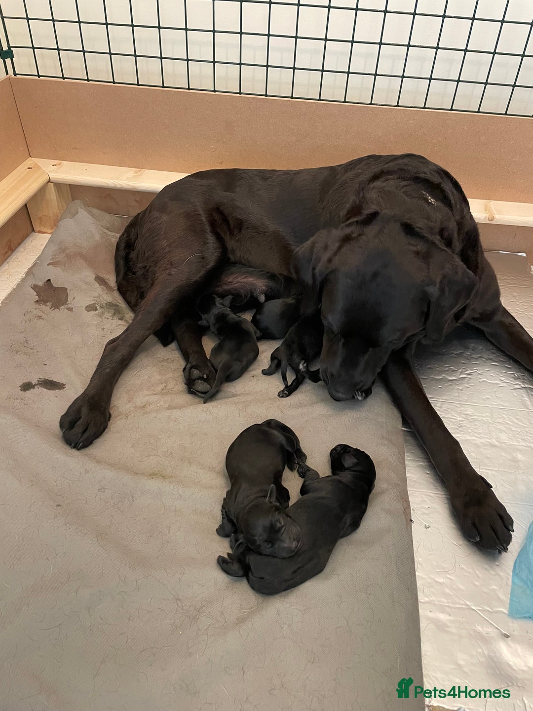 Labradoodle dogs for sale: Labradoodle F1B back to labrador - Image 7