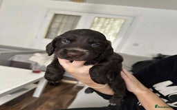 Cocker Spaniel dogs for sale: Cocker spaniel puppy  - Image 8