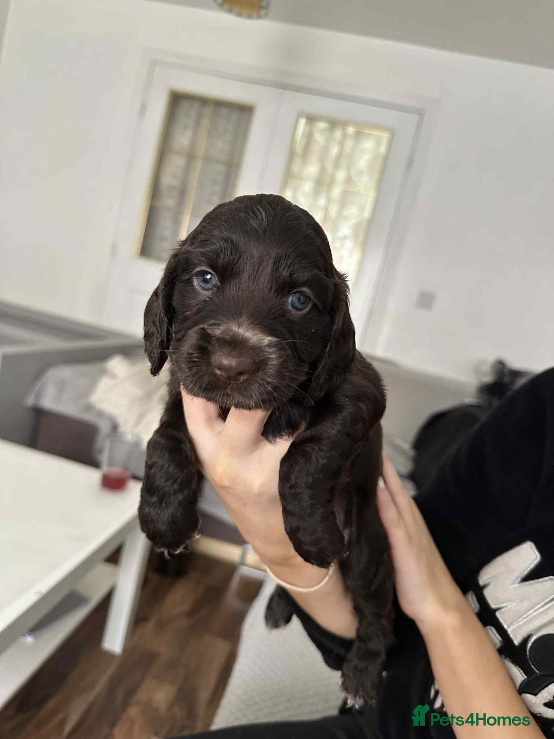 Cocker Spaniel dogs for sale: Cocker spaniel puppy  - Image 8