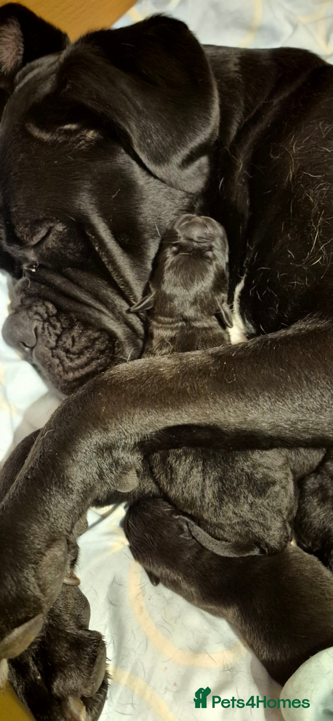 Mixed Breed dogs for sale: Mastiff x Rottweiler  - Image 2
