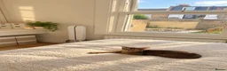 Abyssinian cats for sale: Two beautiful Abyssinian kittens  - Advert 5