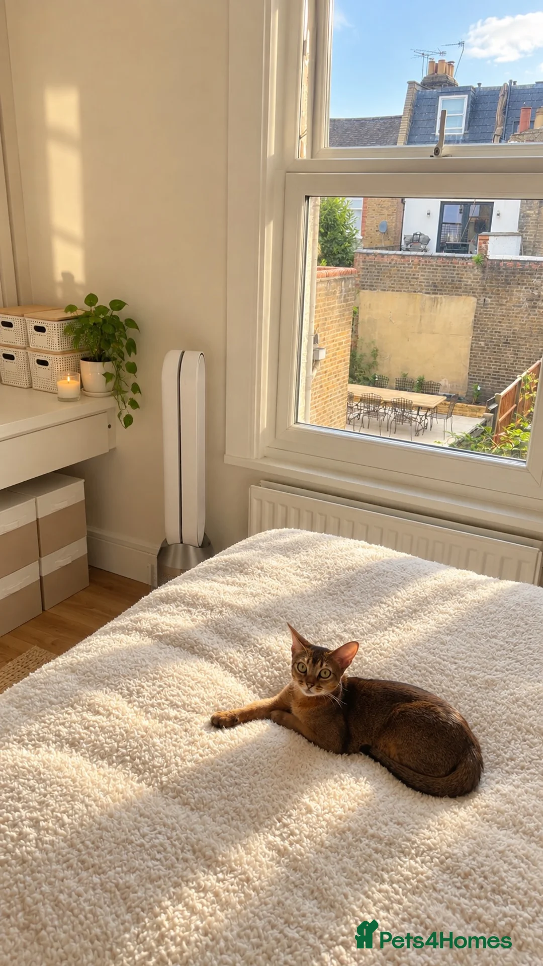 Abyssinian cats for sale: Two beautiful Abyssinian kittens  - Advert 5