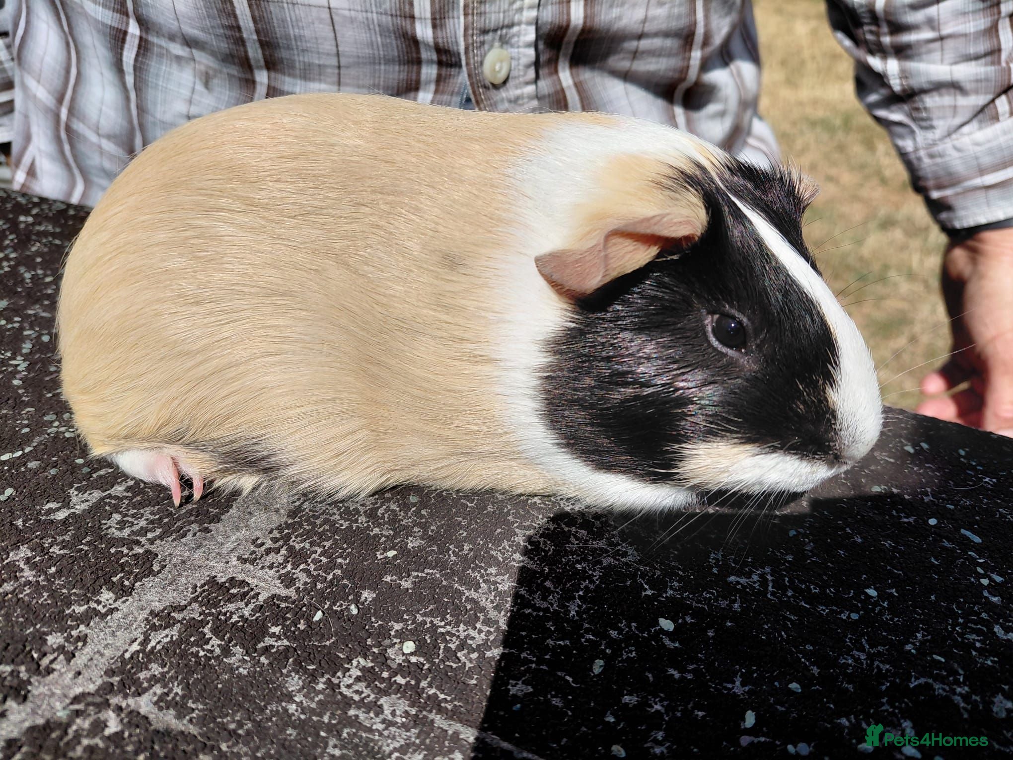Guinea Pig rodents Pretty female guinea pigs for sale  - Advert 2