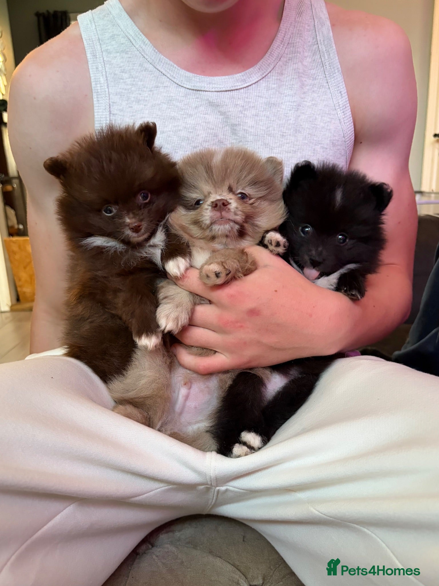 Pomeranian dogs 3 LEFT! DNA 100% Pom🧬KC✨DNA&HEALTH TESTED!  - Advert 16