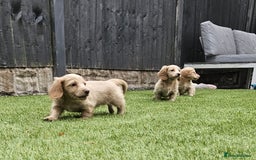 Miniature Dachshund dogs for sale: KC Long Haired Cream Carriers Miniature Dachshunds - Image 2