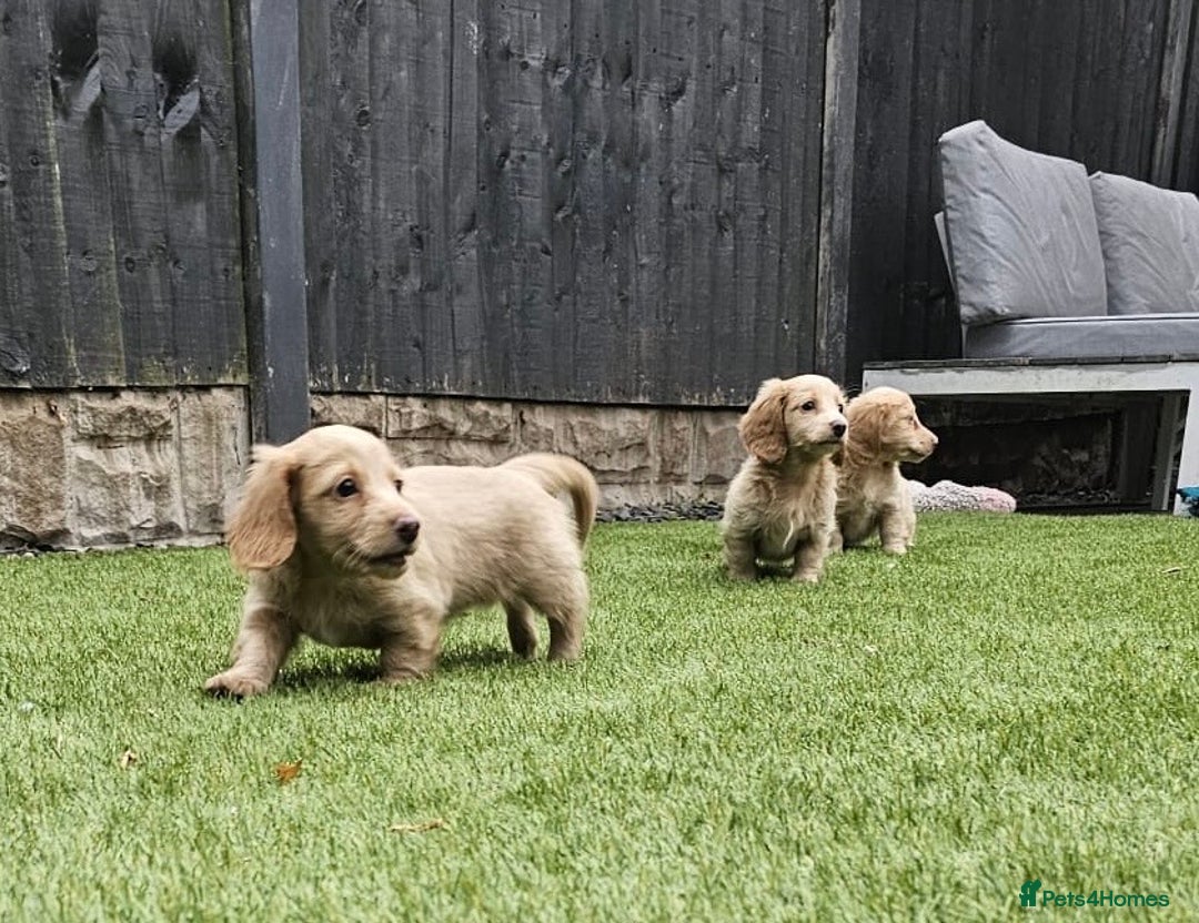 Miniature Dachshund dogs for sale: KC Long Haired Cream Carriers Miniature Dachshunds - Image 2