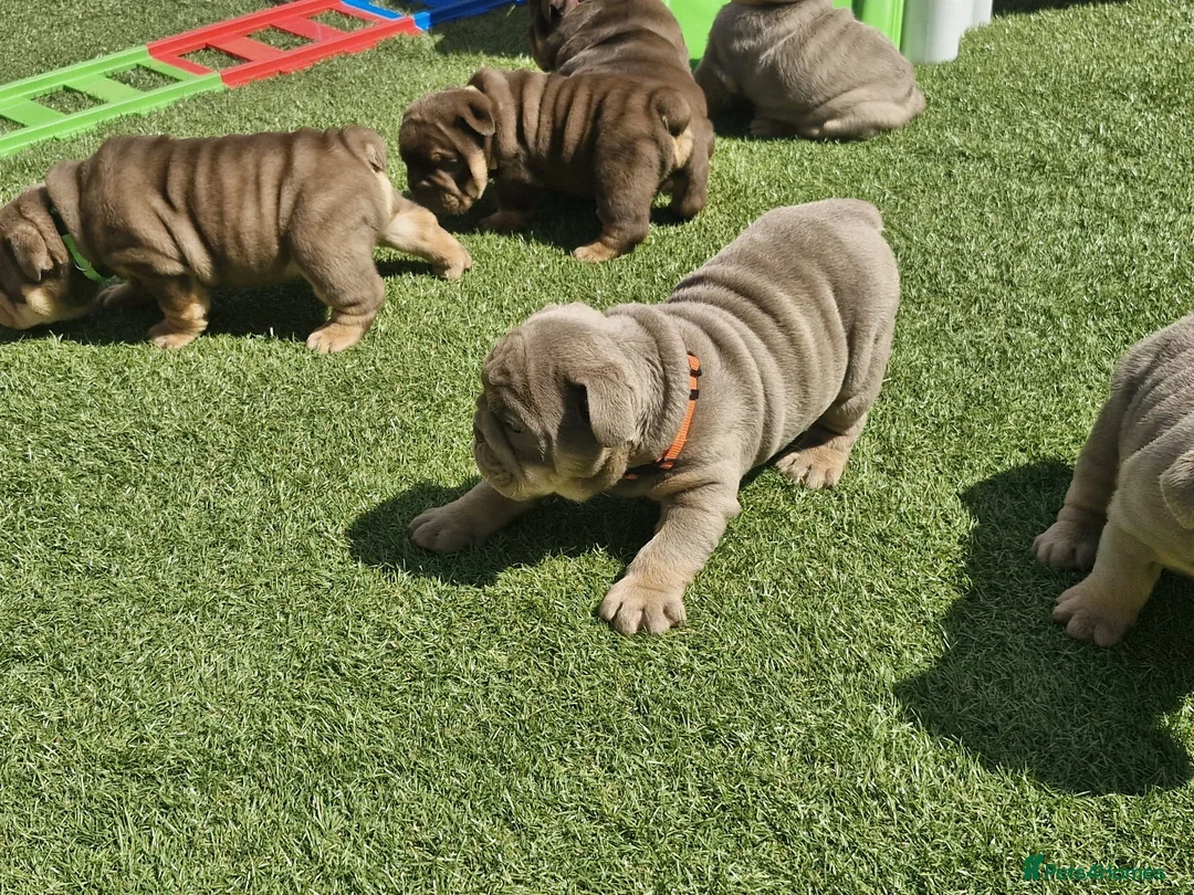 English Bulldog dogs for sale: English bulldog  - Advert 2