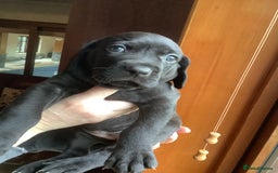 Mixed Breed dogs for sale: Great Weimar puppies  - Image 8