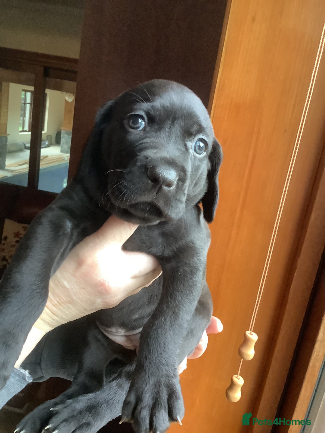 Mixed Breed dogs for sale: Great Weimar puppies  - Image 8